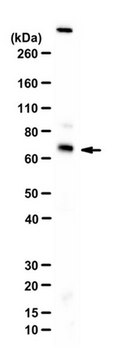 Anti-AHCYL1 (IRBIT) Antibody from chicken, purified by affinity chromatography