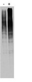 Anti-Ubiquitin (pan) Antibody, UbiSite™ ,clone 2G7B8 clone 2G7B8, from mouse