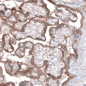 Anti-EFHD1 antibody produced in rabbit Prestige Antibodies® Powered by Atlas Antibodies, affinity isolated antibody, buffered aqueous glycerol solution