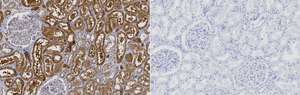 Anti-MICU1 Antibody, clone 1H13 ZooMAb® Rabbit Monoclonal recombinant, expressed in HEK 293 cells