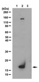Anti-phospho Histone H3.3 Antibody (Thr32) from rabbit, purified by affinity chromatography