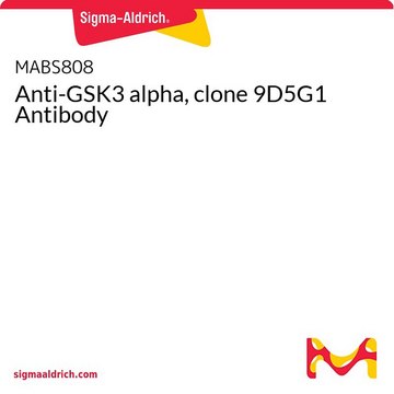 Anti-GSK3 alpha, clone 9D5G1 Antibody