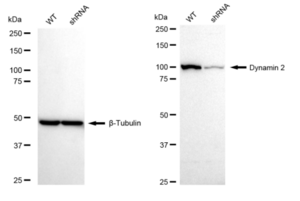 KD-Validated Anti Dynamin 2 Antibody, clone 23GB5170, Rabbit Monoclonal clone 23GB5170, recombinant rabbit monoclonal, expressed in HEK293 cells