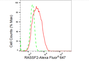 Anti RASSF2 Antibody, clone 23GB4605, Rabbit Monoclonal clone 23GB4605, recombinant rabbit monoclonal, expressed in HEK293 cells