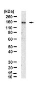 Anti-HIF-2α/EPAS1 Antibody, clone 2L21 ZooMAb® Rabbit Monoclonal recombinant, expressed in HEK 293 cells