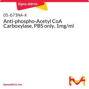 Anti-phospho-Acetyl CoA Carboxylase, PBS only, 1mg/ml