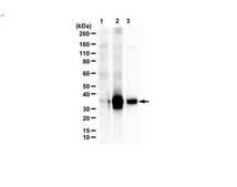 Anti-C9ORF72/C9RANT (poly-PA) serum, from rabbit