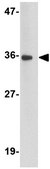 Anti-BRAL1 Antibody from rabbit, purified by affinity chromatography