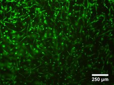 TissueFab® bioink&nbsp; Alg(Gel)ma -Vis/525 nm