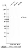 Anti-XRCC1 antibody produced in rabbit Prestige Antibodies® Powered by Atlas Antibodies, affinity isolated antibody, buffered aqueous glycerol solution