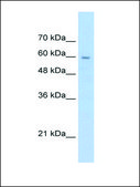 Anti-SLC22A1 (AB1) antibody produced in rabbit IgG fraction of antiserum