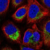 Anti-ATP5L antibody produced in rabbit Prestige Antibodies® Powered by Atlas Antibodies, affinity isolated antibody, buffered aqueous glycerol solution