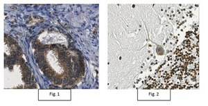 Anti-Mechano Growth Factor (MGF) Antibody from rabbit, purified by affinity chromatography
