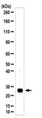 Anti-Aquaporin 1 Antibody 1.0 mg/mL, Chemicon®