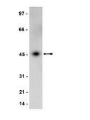 Anti-MEK1 Antibody Upstate®, from rabbit