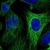 Anti-WWC2 antibody produced in rabbit Prestige Antibodies® Powered by Atlas Antibodies, affinity isolated antibody, buffered aqueous glycerol solution