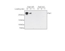 Anti-LCoR (Splice Variant) from rabbit