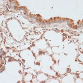 Anti-Phospho-VASP-S157 antibody produced in rabbit