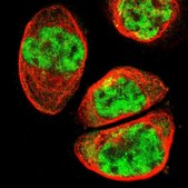 Anti-SYDE1 antibody produced in rabbit Prestige Antibodies® Powered by Atlas Antibodies, affinity isolated antibody, buffered aqueous glycerol solution