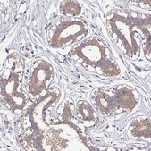 Anti-CAB39L antibody produced in rabbit Prestige Antibodies® Powered by Atlas Antibodies, affinity isolated antibody, buffered aqueous glycerol solution