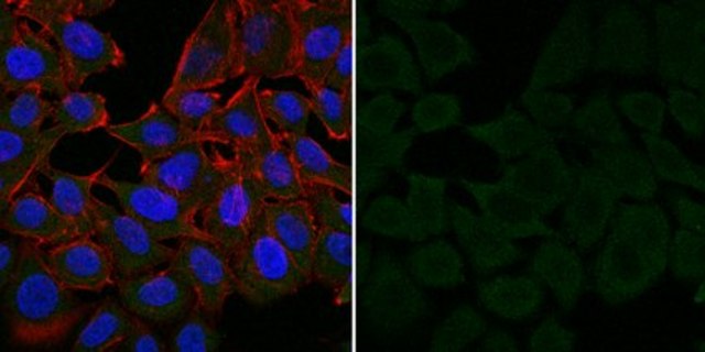 Anti-MDM2 Antibody, clone IF2, Alexa Fluor&#8482; 488 Conjugate clone IF2, from mouse, ALEXA FLUOR&#8482; 488