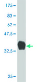 Monoclonal Anti-KRAS antibody produced in mouse clone 4F3, purified immunoglobulin, buffered aqueous solution