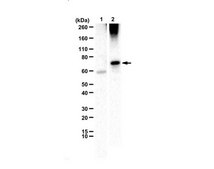 Anti-Membralin from rabbit