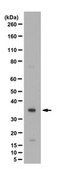 Anti-acetyl (Lys26) phospho (Ser27) Histone H1.4 Antibody from rabbit, purified by affinity chromatography