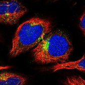 Anti-APLP2 antibody produced in rabbit Prestige Antibodies® Powered by Atlas Antibodies, affinity isolated antibody, buffered aqueous glycerol solution