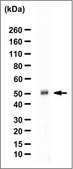 Anti-Ptx1 Antibody from rabbit, purified by affinity chromatography