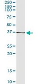 Monoclonal Anti-AKR7A2 antibody produced in mouse clone 2H3, purified immunoglobulin, buffered aqueous solution