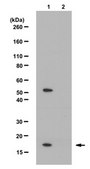 Anti-trimethyl-Histone H3 (Lys36) Antibody from rabbit, purified by affinity chromatography