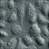 U2OS GFP-LMNB1