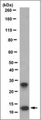 Anti-S100A9/MRP14 Antibody, clone 17 clone 17, from mouse