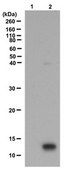 Anti-dimethyl Histone H4 Antibody (Arg17) from rabbit, purified by affinity chromatography