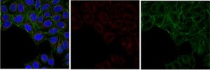 Anti-Akt/PKB Antibody, PH Domain, clone SKB1, Alexa Fluor™ 647 clone SKB1, from mouse, ALEXA FLUOR™ 647