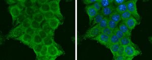 Anti-PIK3CA antibody produced in rabbit