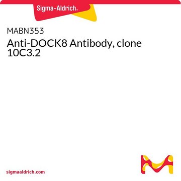 Anti-DOCK8 Antibody, clone 10C3.2