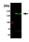 Anti-Cas9 from rabbit, purified by affinity chromatography