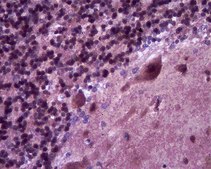 Anti-Fox2 Antibody from rabbit, purified by affinity chromatography