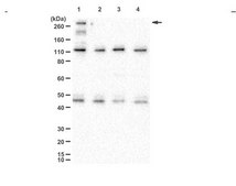 Anti-IP3R 1 from rabbit