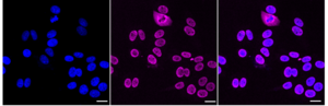 Anti RBMX Like 2 Antibody, clone 24GB1355, Rabbit Monoclonal clone 24GB1355, recombinant rabbit monoclonal, expressed in HEK293 cells