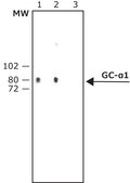 Anti-Guanylyl Cyclase α1 antibody produced in rabbit IgG fraction of antiserum, buffered aqueous solution