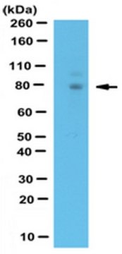 Anti-WAC Antibody, CT from rabbit