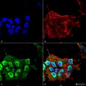 Monoclonal Anti-Ankyrin R-Allophycocyanin antibody produced in mouse clone S388A-10