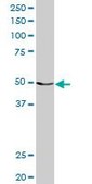 Anti-MCHR1 antibody produced in rabbit purified immunoglobulin, buffered aqueous solution