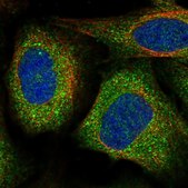 Anti-VPS11 antibody produced in rabbit Prestige Antibodies® Powered by Atlas Antibodies, affinity isolated antibody, buffered aqueous glycerol solution
