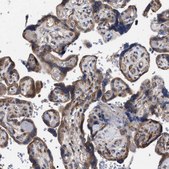 Anti-CDR2L antibody produced in rabbit Prestige Antibodies® Powered by Atlas Antibodies, affinity isolated antibody, buffered aqueous glycerol solution