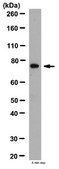 Anti-Neurotensin Receptor 2 Antibody from rabbit, purified by affinity chromatography
