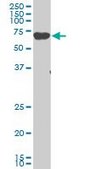 ANTI-EIF2AK2 antibody produced in mouse clone 2C2, purified immunoglobulin, buffered aqueous solution